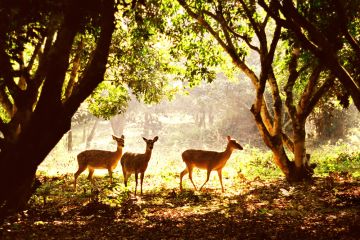 Cuc Phuong National Park Full Day