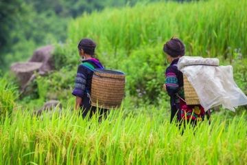 Sapa Hill Tribe Trek Off The Beaten Path 2 Days - Homestay