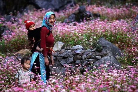 Ha Giang purple buckwheat flower season - The ecstatic innocence