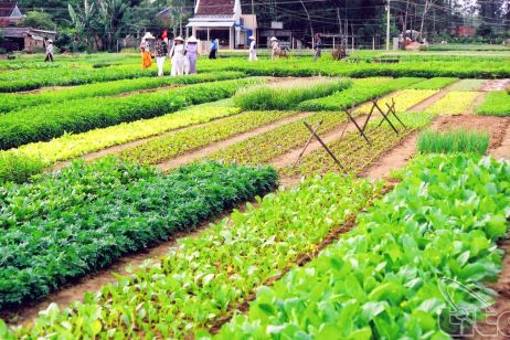 Song Phuong Vegetable Village