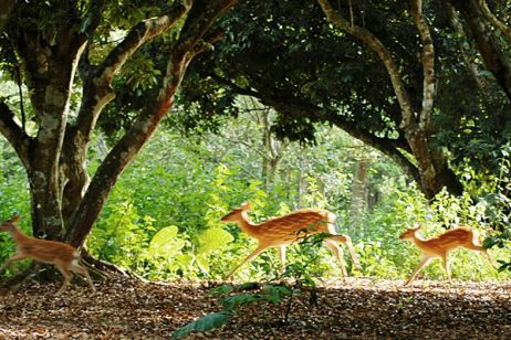 Cuc Phuong National Park