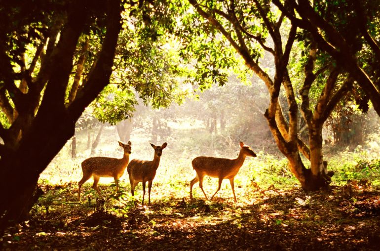 Cuc Phuong National Park Full Day